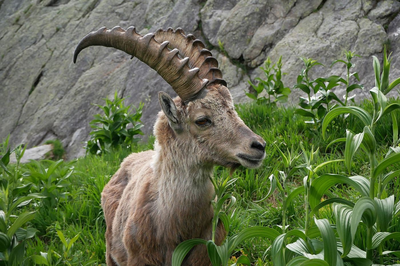 Animaux — photo 3