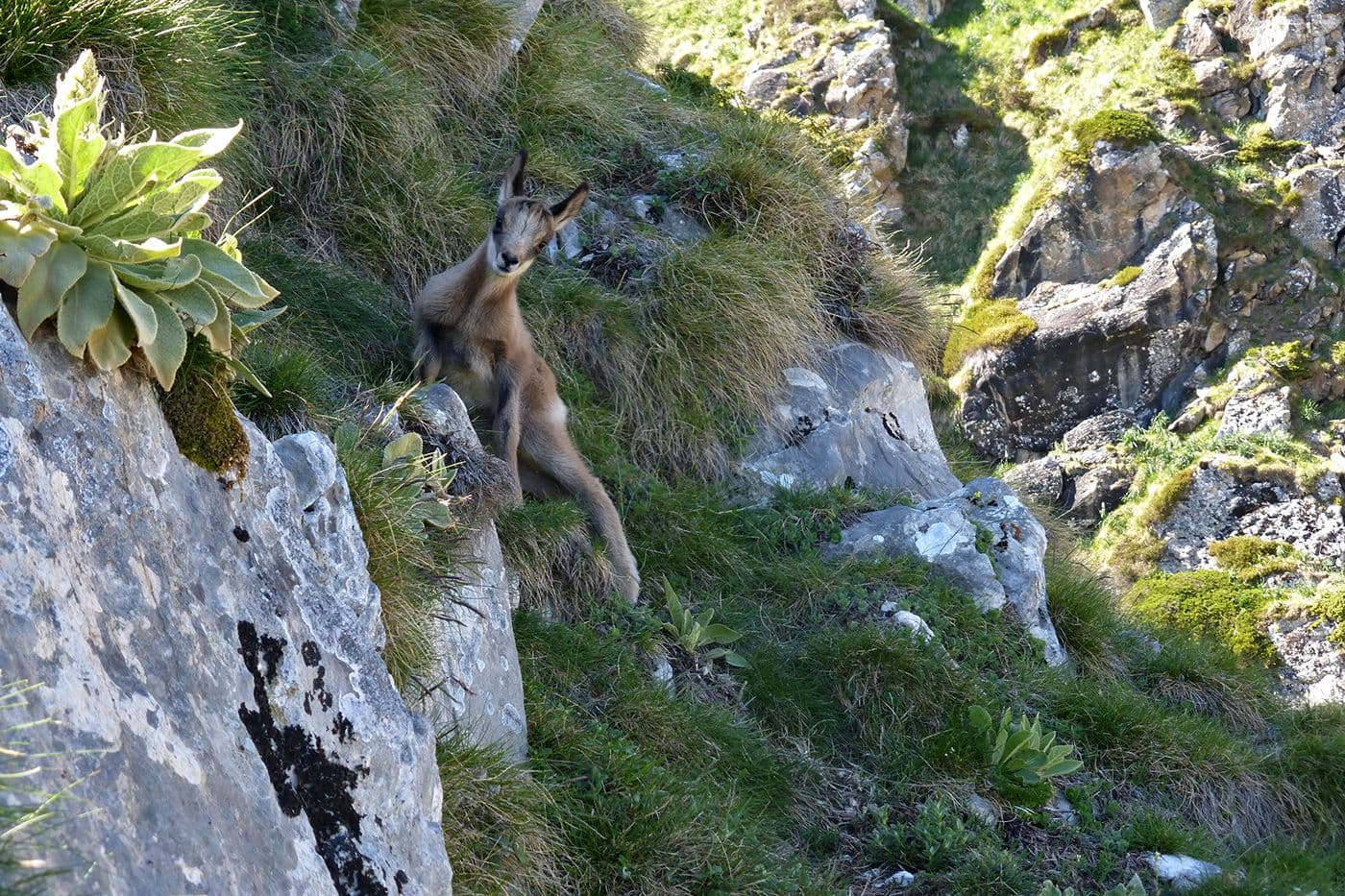 Animaux — photo 4