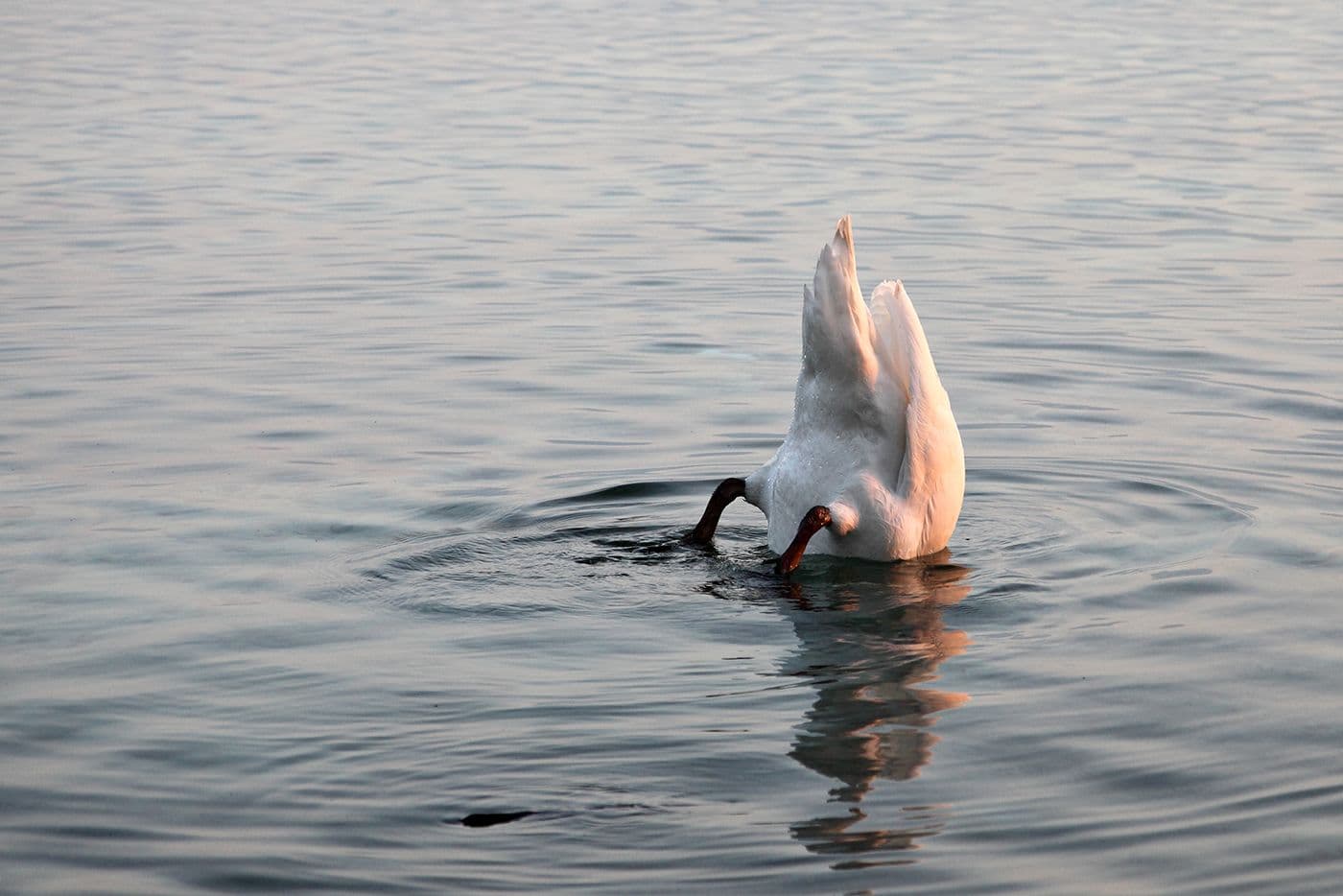 Animaux — photo 7
