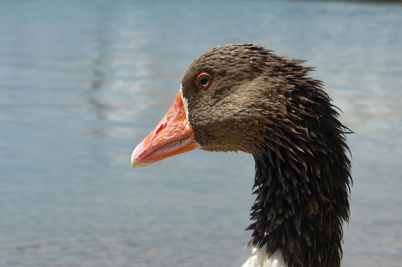 Animaux — photo 8