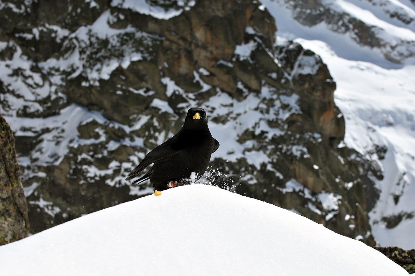 Animaux — photo 10