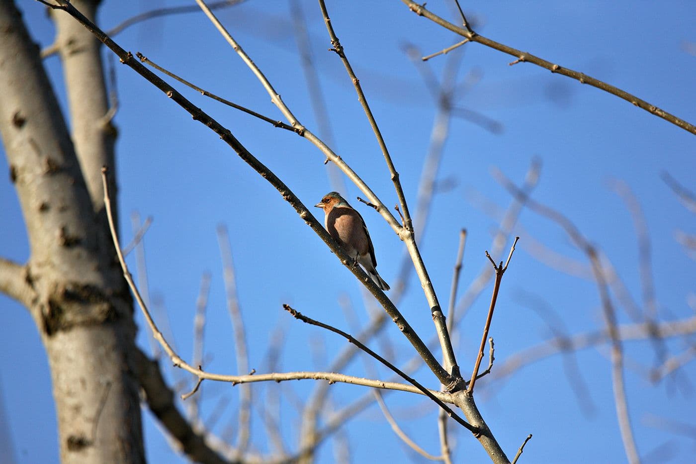 Animaux — photo 11