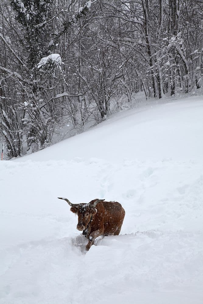 Animaux — photo 12