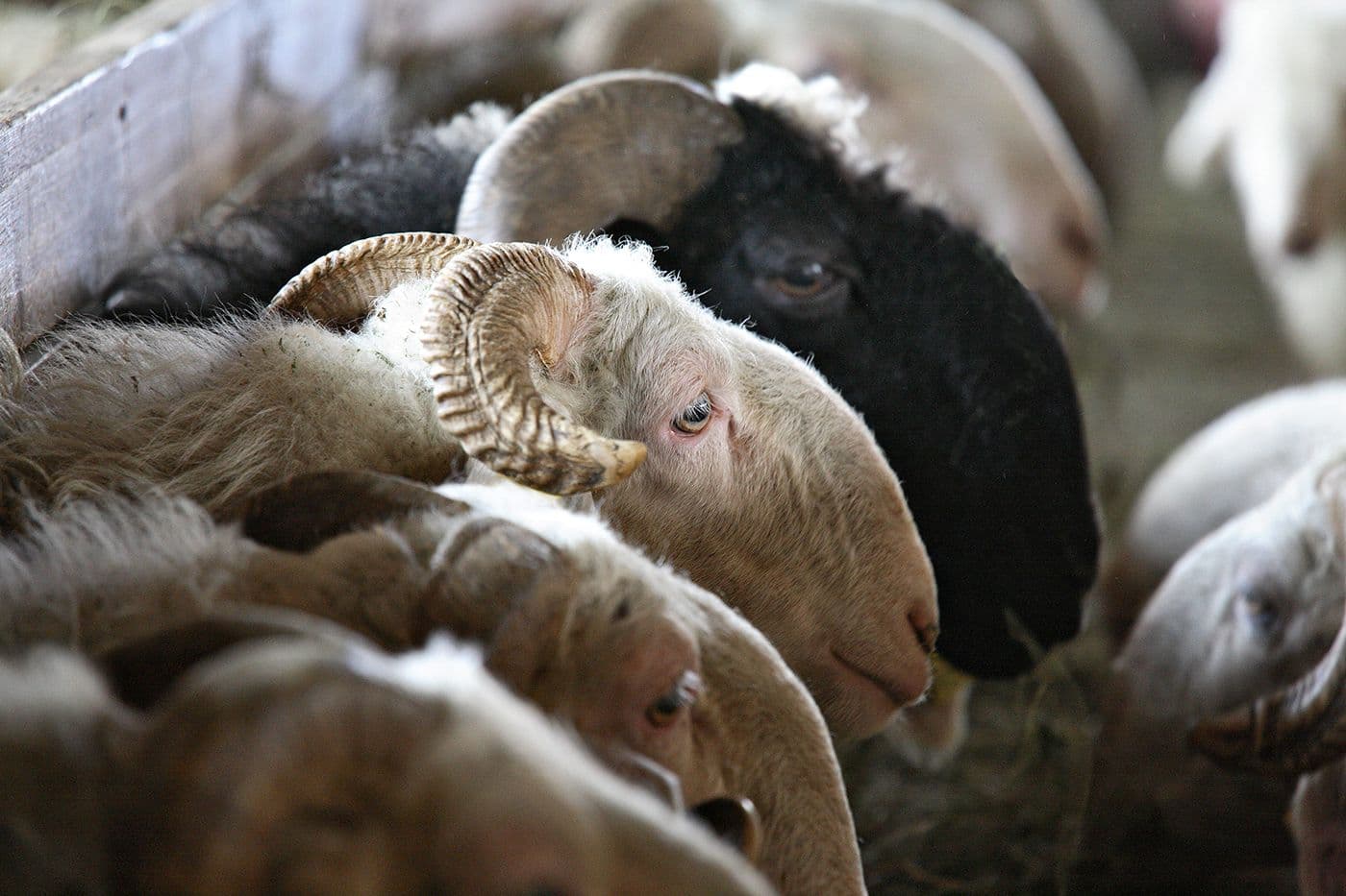 Animaux — photo 14