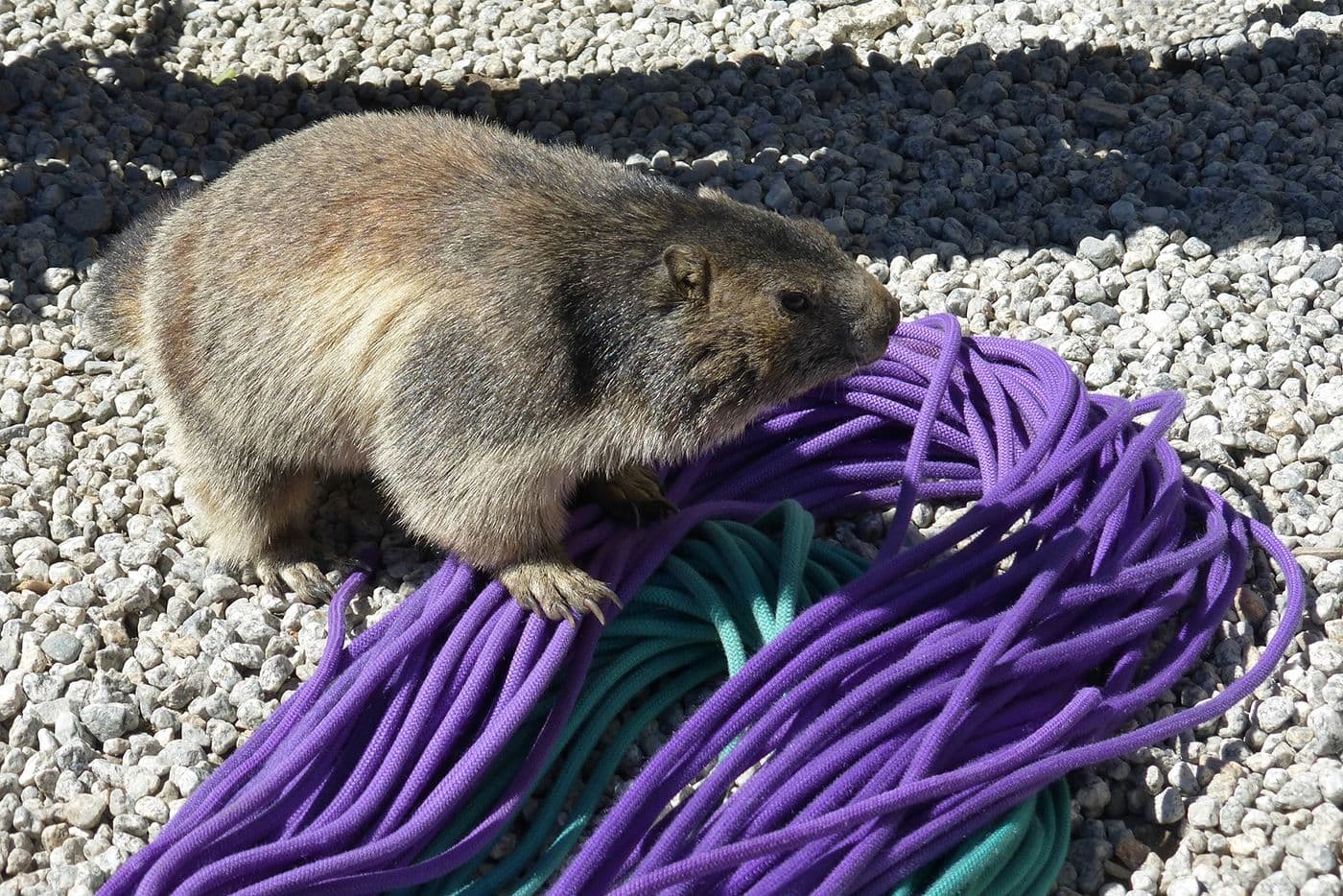 Animaux — photo 15