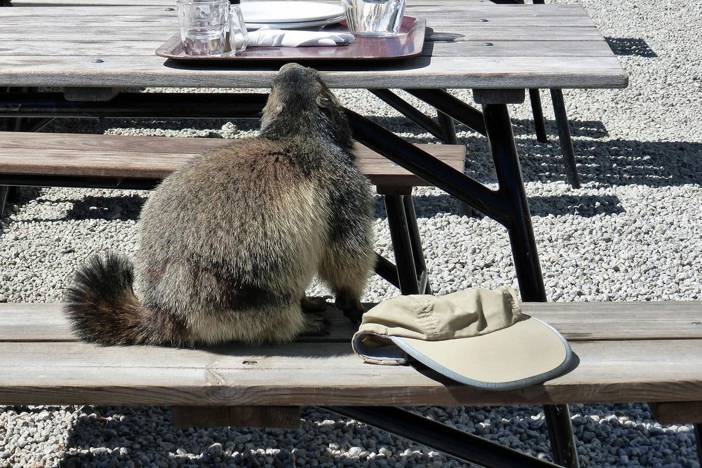 Animaux — photo 16
