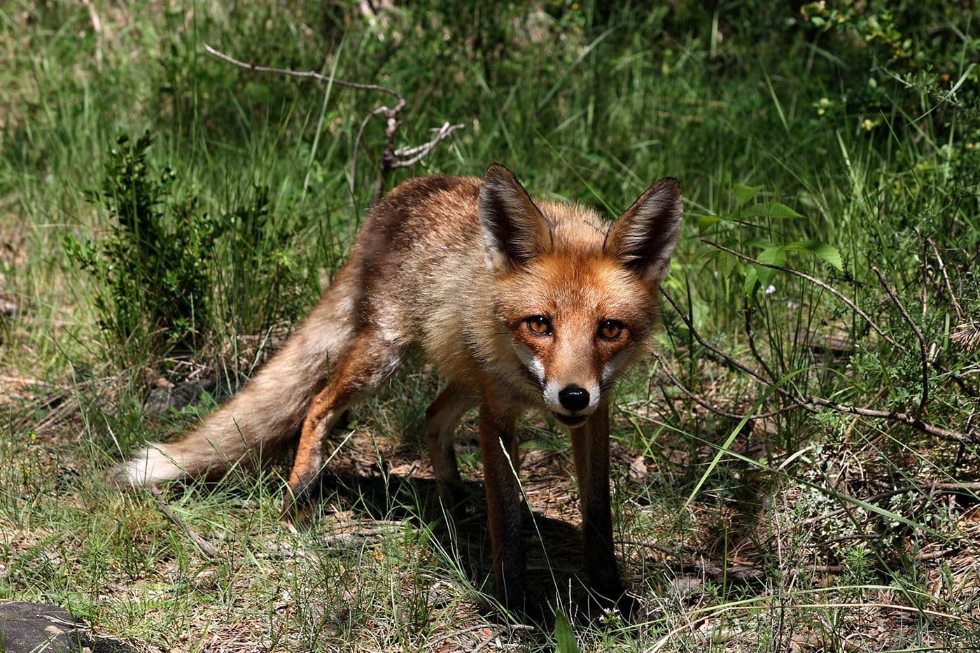 Animaux — photo 20