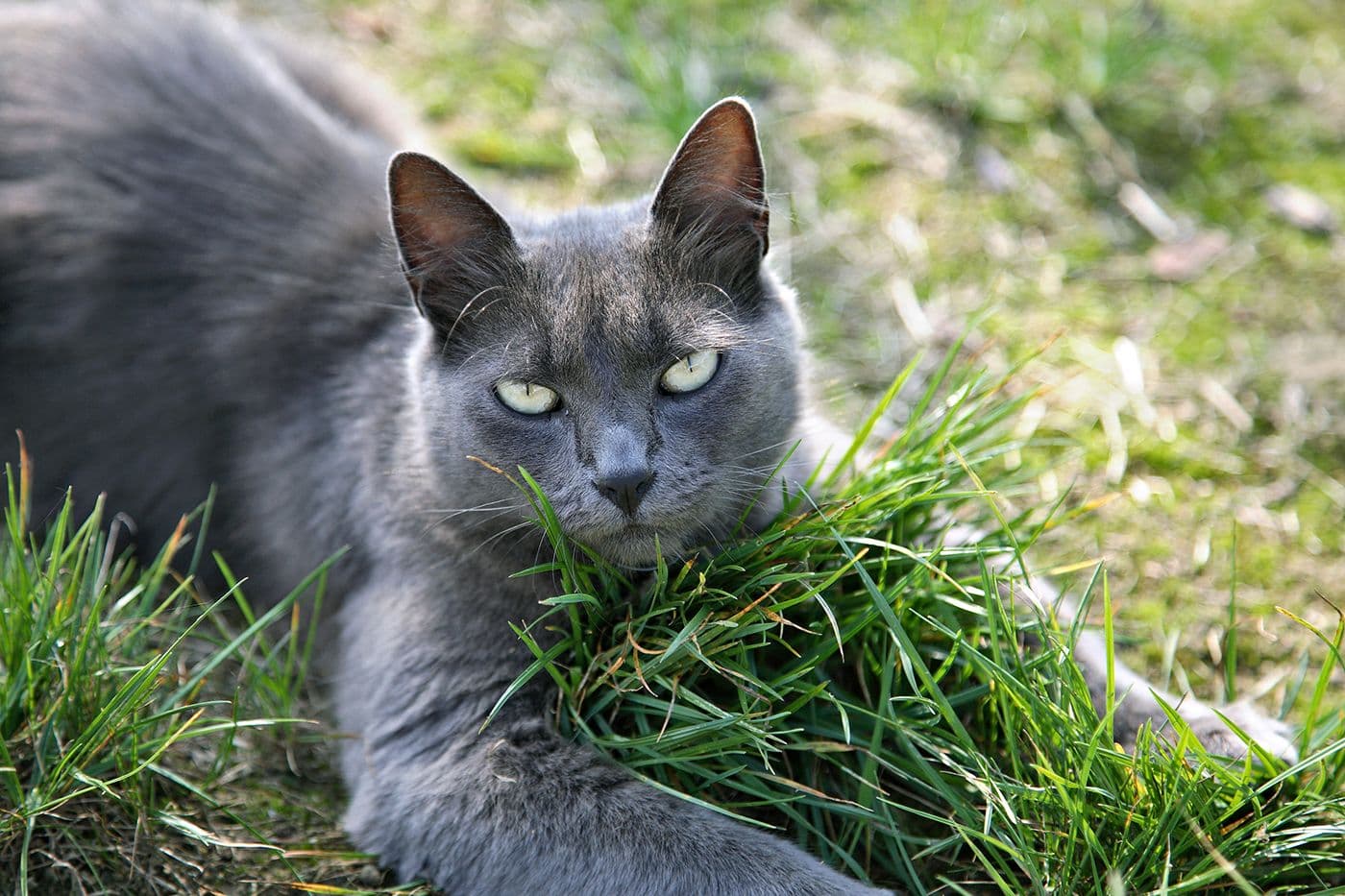 Animaux — photo 21