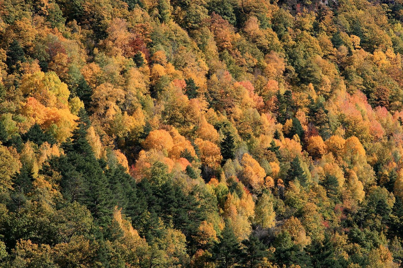 Forêts Pyrénées