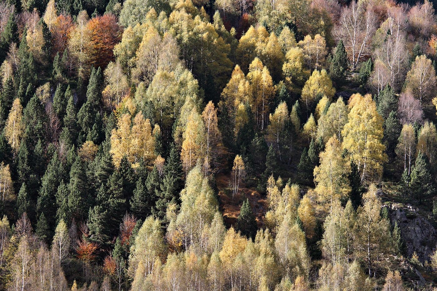 Forêts Pyrénées — photo 2