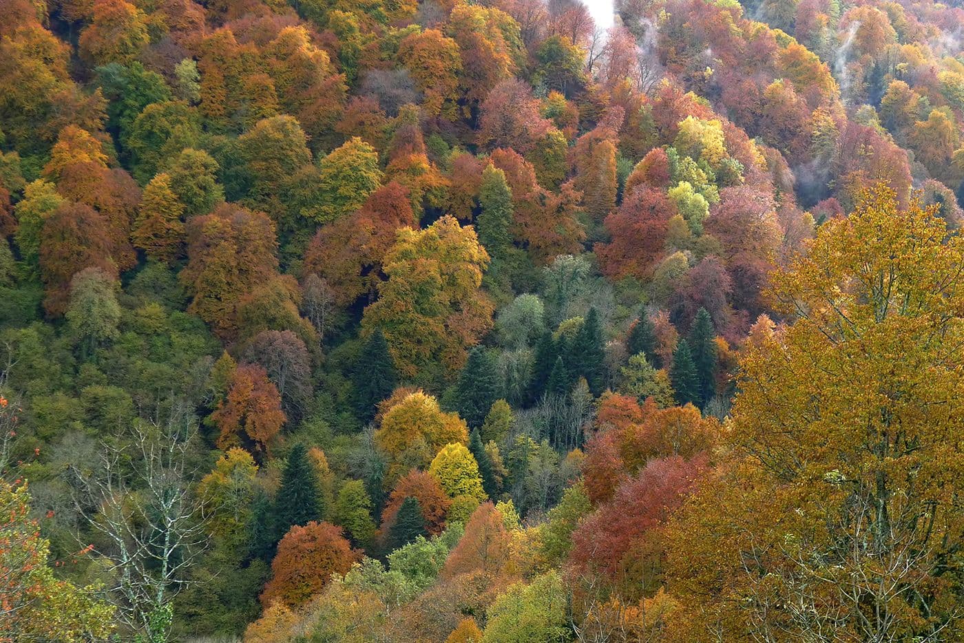 Forêts Pyrénées — photo 3
