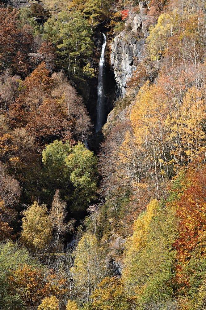 Forêts Pyrénées — photo 4