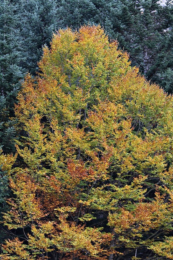 Forêts Pyrénées — photo 5