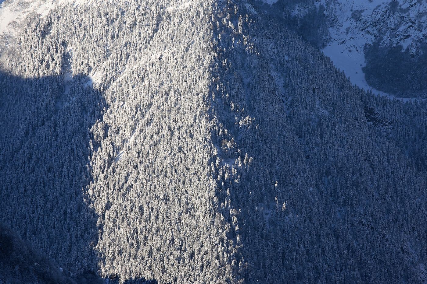 Forêts Pyrénées — photo 8