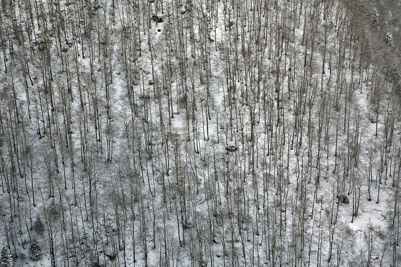Forêts Pyrénées — photo 9
