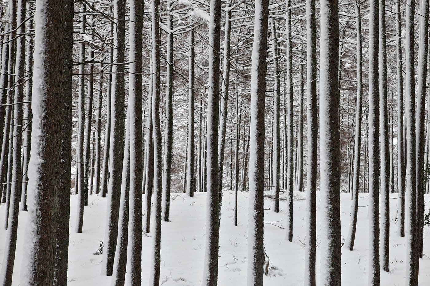 Forêts Pyrénées — photo 10