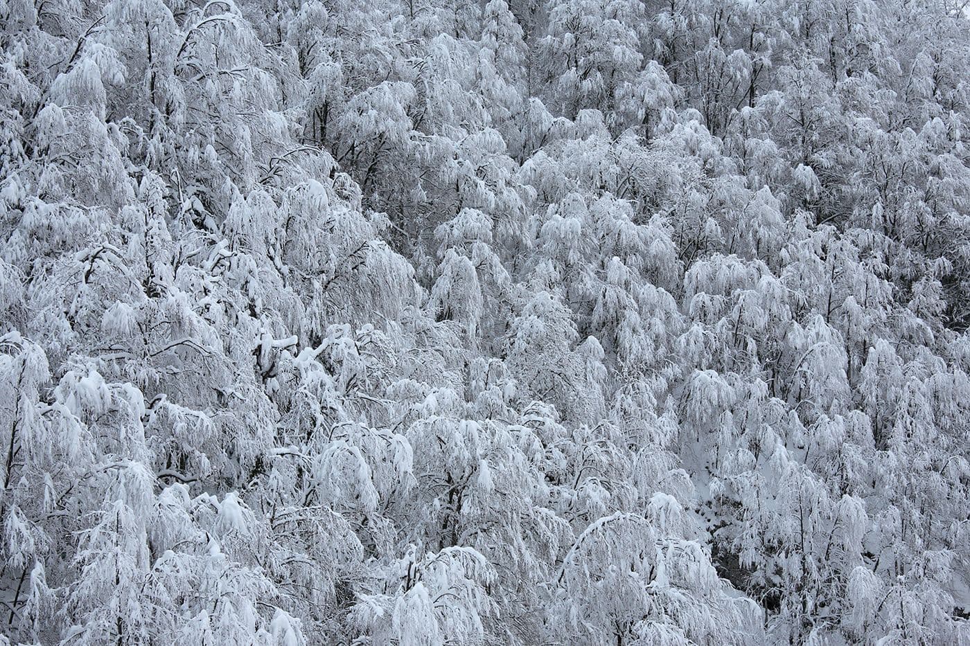 Forêts Pyrénées — photo 11