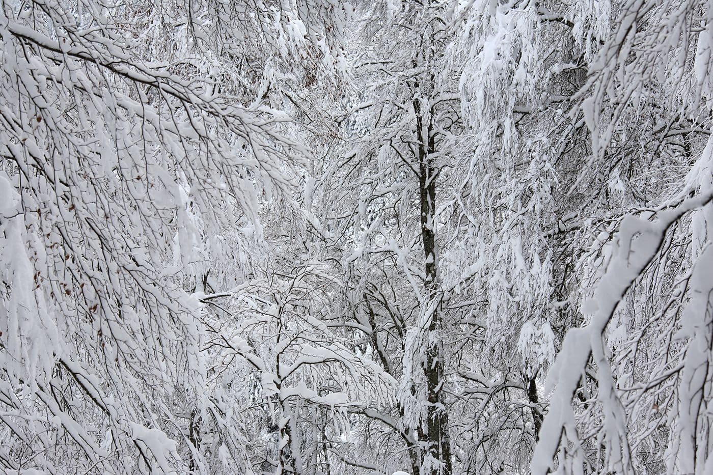 Forêts Pyrénées — photo 12