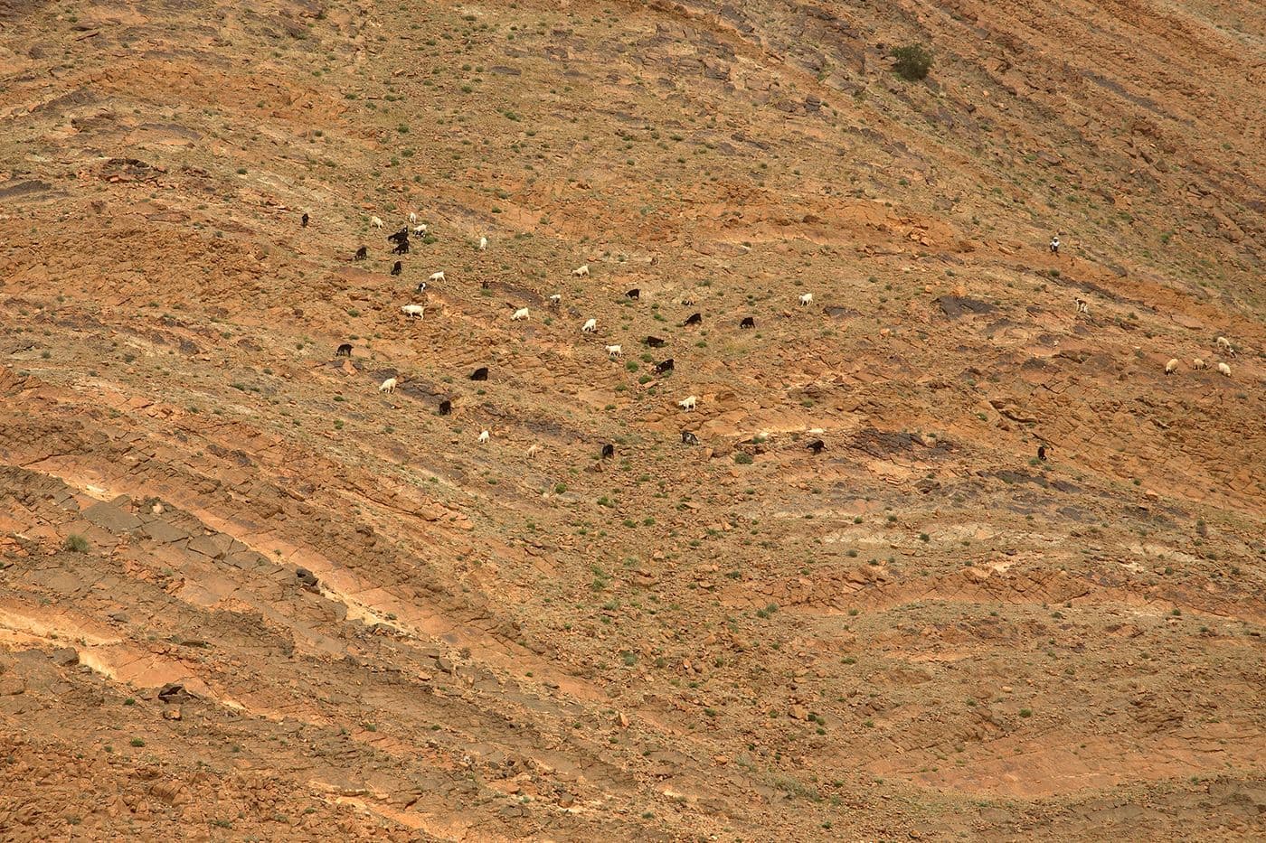 Maroc Taghia Tafraoute — photo 19